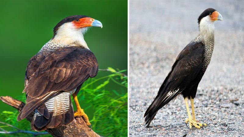 Caracara Cheriway: The Majestic Raptor of the Americas