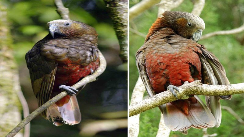 The Majestic Nestor Meridionalis: Discover the Beauty of the New Zealand Kākā Parrot