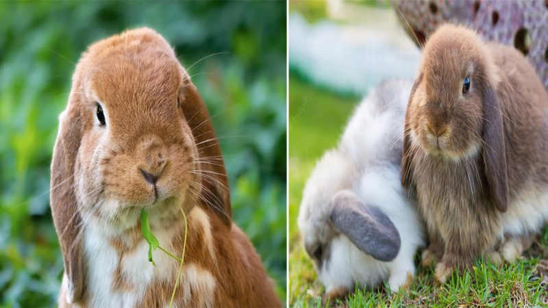 The Enchanting Charm of Rabbits: Unveiling Their Adorability