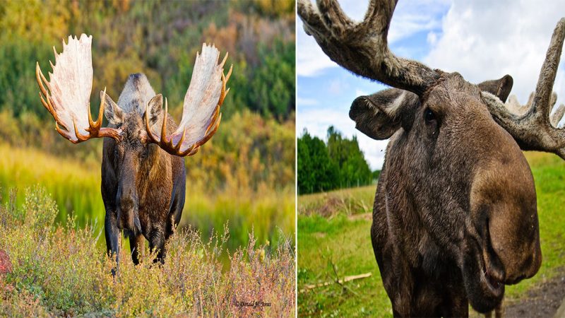 The Magnificent Moose: A Majestic Symbol of the Wilderness