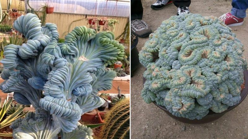 Discover Mammillaria elongata cristata: The Crested Cactus King