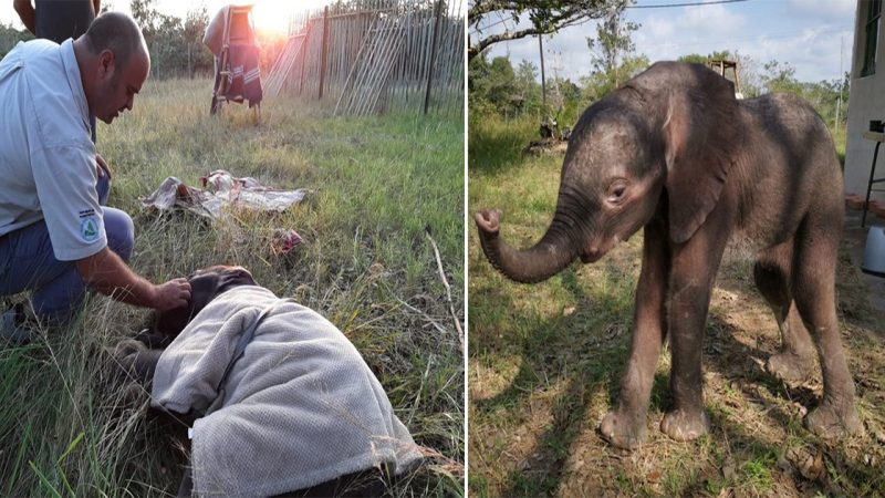 Miraculous Rescue: Lonely Baby Elephant Found and Saved in Mozambique