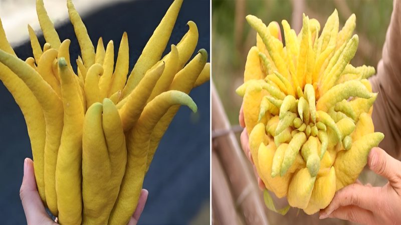 The Unique and Bizarre Beauty Of The Buddha’s Hand