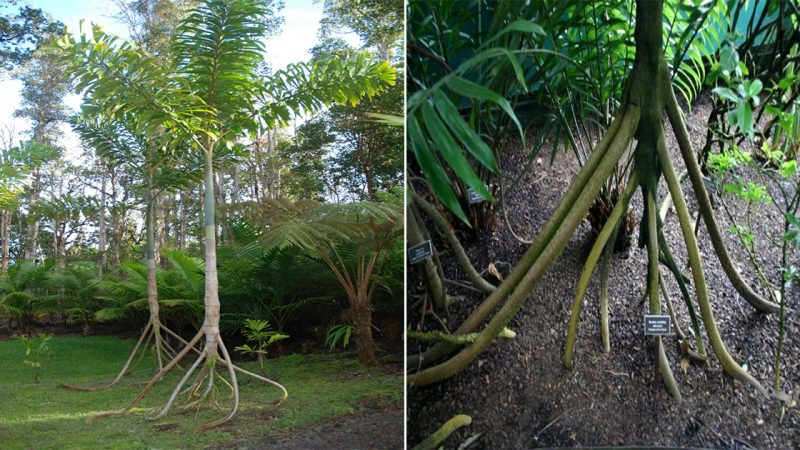 Walking trees: they can move 20m per year, surprising scientists