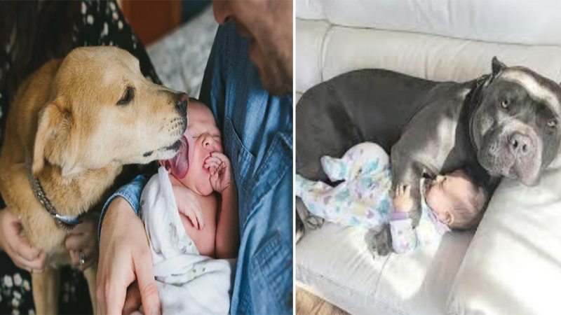 Unforgettable bond: The dog’s tender look and first kiss with the newborn touched its owner’s heart and exuded the warmth of a furry friend