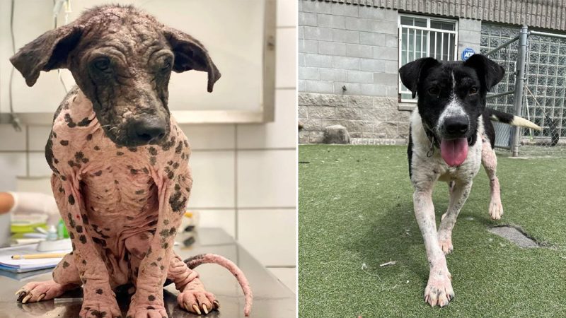 The dog spends the day in prison and the journey of change is spectacular