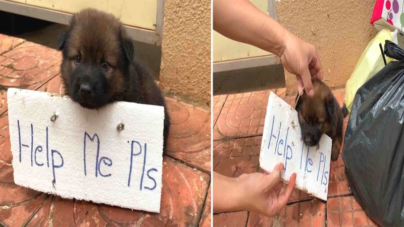 Adorable abandoned puppy with a sign on his body is helplessly begging for human help when almost no one cares about it.