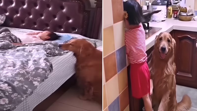 A touching video depicting a dog tenderly caressing a toddler with affection and care surprises parents .