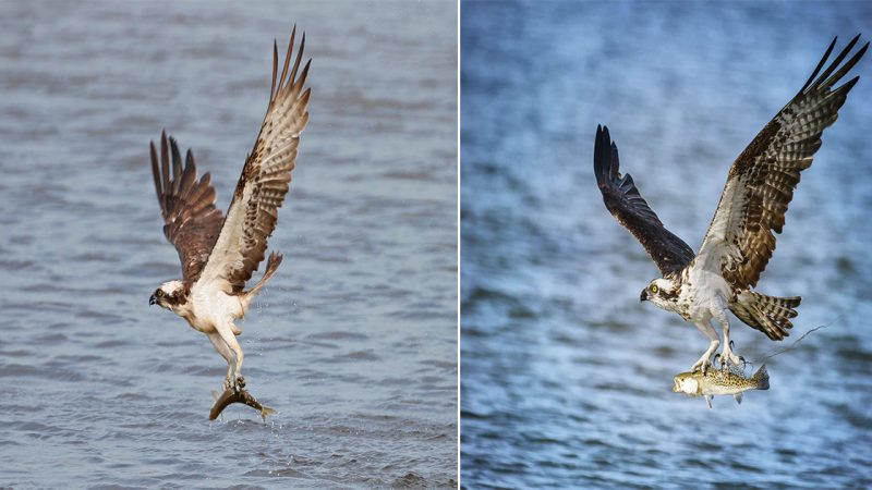 Mighty Wings and Coastal Waters: Discovering the Osprey’s Power and Grace