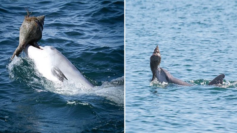 Dolphins Demonstrate Remarkable Learning Skills: Acquiring New Hunting Techniques from Peers, Not Just Family