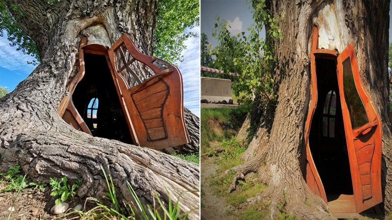 A house in a tree hollow, Topola Tekla in Chudów, Poland