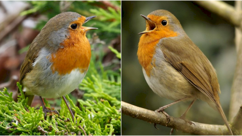 European Robin: Delighting in the Endearing Presence and Melodious Song of a Beloved Garden Bird