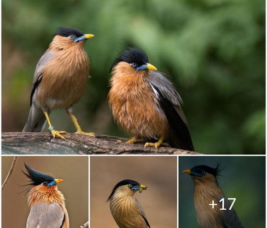 Exploring the Enigmatic Beauty of the Brahminy Starling: A Bird of Striking Appearance