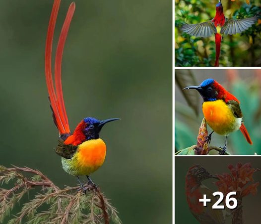 The Enchanting Fire-tailed Sunbird: A Fiery Beauty with a Long Red Tail