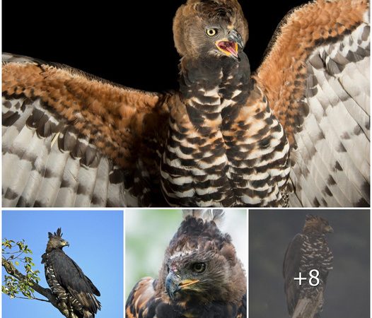 The Crowned Eagle: A Majestic and Formidable Ruler of the Skies