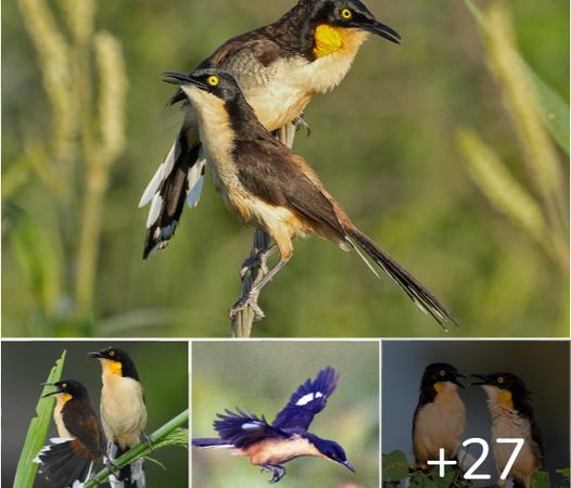 The Enigmatic Black-Capped Donacobius: A Yellow-Eyed Bird with a Striking Appearance and Melodious Voice