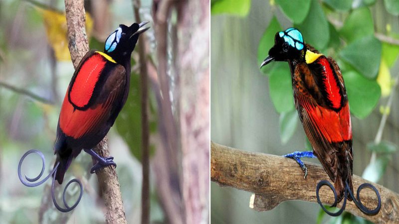 The Wilson’s Bird of Paradise is stunningly beautiful.