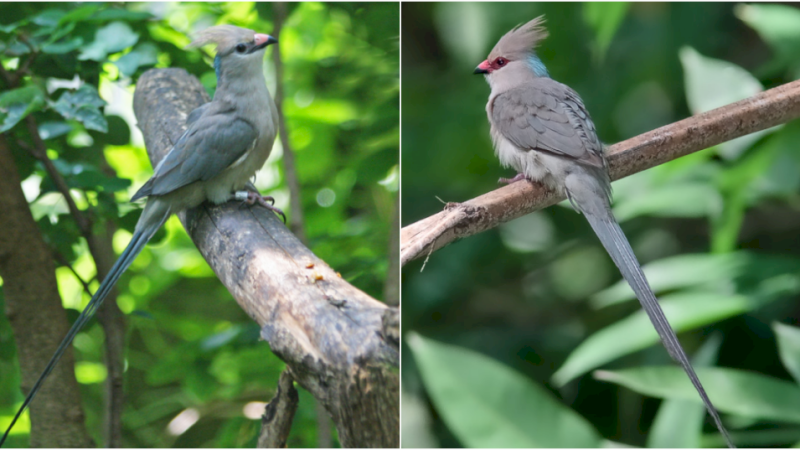 Vibrant Wonders: Exploring the Unique Features and Stunning Colors of the Blue-Naped Mousebird