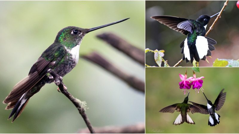 The Enchanting Collared Inca: A Jewel of the Andes