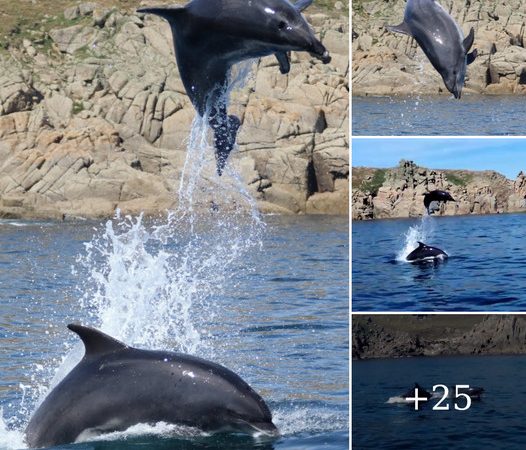 Joyful Display: UK’s Only Pod of Bottlenose Dolphins Delights Off Cornwall Coast Amidst Heatwave