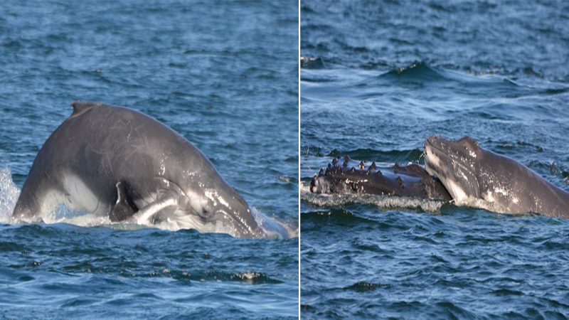 Heroic Dolphins Defend Humpback Mother and Calf from Aggressive Male Whales