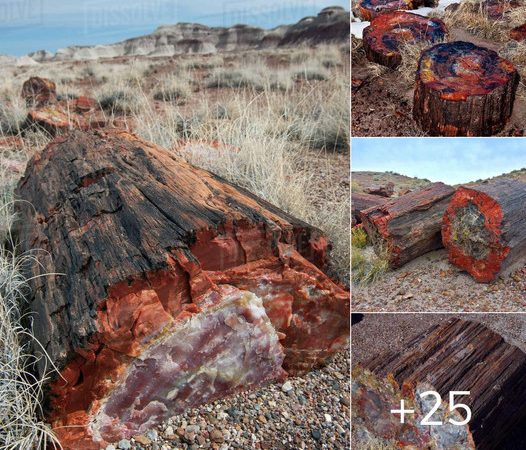 Petrified Opal Tree Trunk: A 225-Million-Year-Old Marvel in Arizona’s Petrified Forest