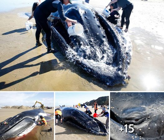 Heartbreaking Outcome: Rescue Effort for Stranded Whales at Ripiro Beach in Northland Ends in Tragedy