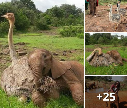 A Heartwarming Friendship: Ostrich Comforts Orphaned Elephants in Kenya