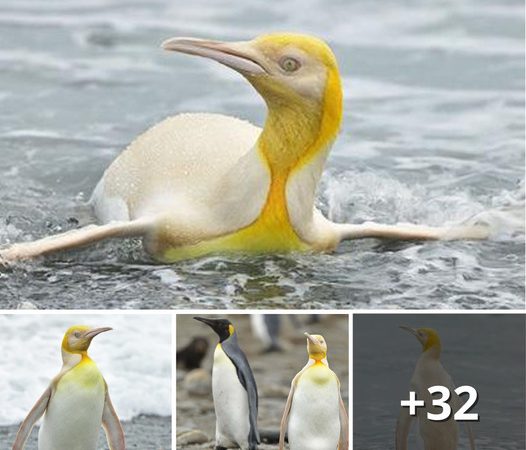 Incredibly Rare Yellow and White Penguin Photographed in Antarctica!