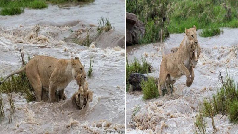 Brave Lioness Mother Guides Her Nine-Week-Old Cub Across a Raging River: A Heartwarming Tale