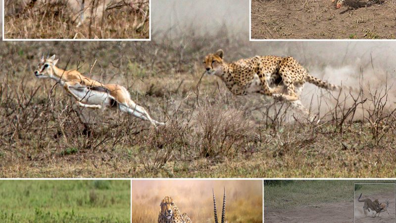 Tremendous Speed: Cheetah’s Swift Kill in Less Than 20 Seconds