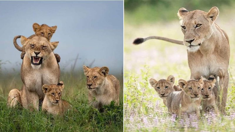 The Fierce Majesty of Lionesses: Queens of the Savanna