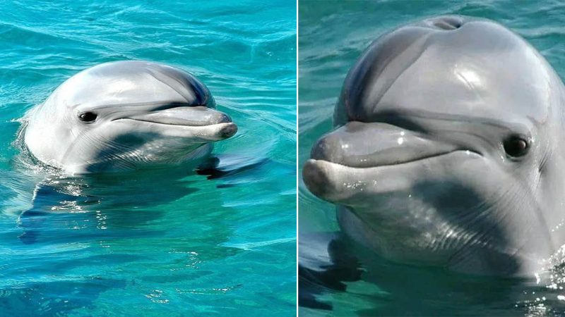 Symphony of the Seas: The Radiant World of Dolphins