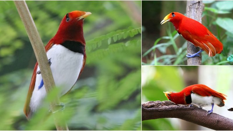 Wings of Beauty: Learning About the King Bird-of-Paradise’s Unique Traits