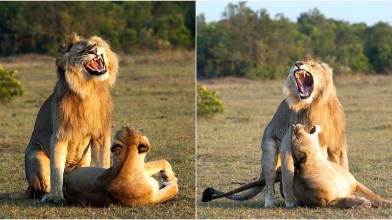 Majestic Courtship in the Maasai Mara: The Lion’s Prideful Display