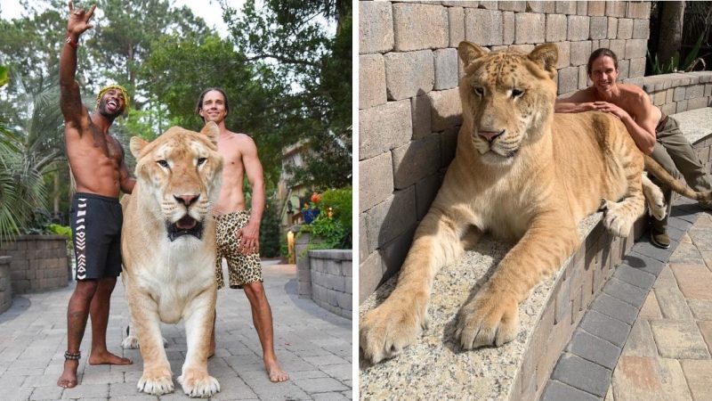 Meet the Majestic: World’s Largest Cat, a 705-pound Sabre-Tooth Lion-Tiger Hybrid Bred in the US!