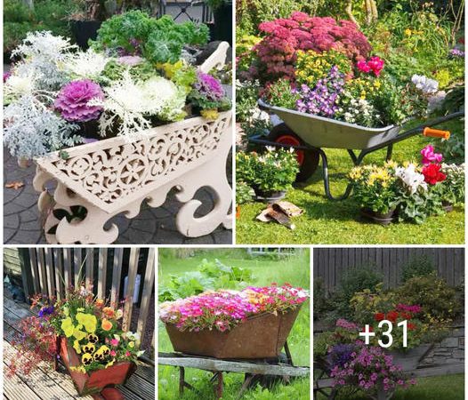 35+ The most beautiful wheelbarrow planting ideas for your garden that not everyone knows ‎