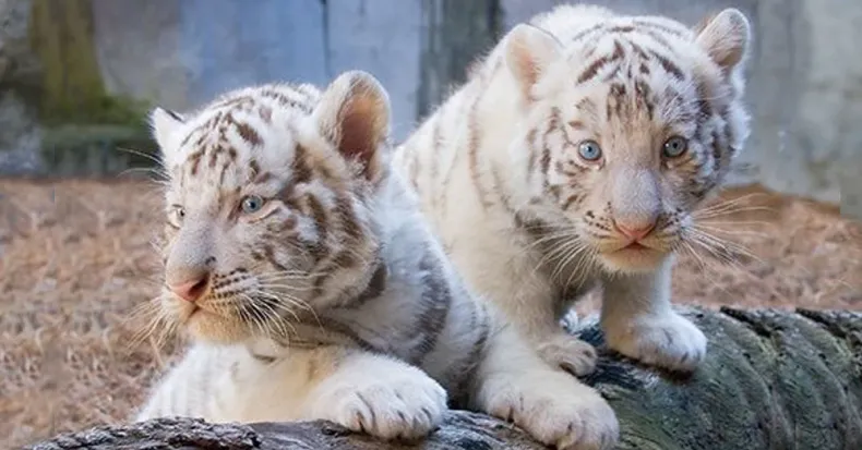Heartwarming Video Captures Adorable Tiger Cubs Frolicking Together