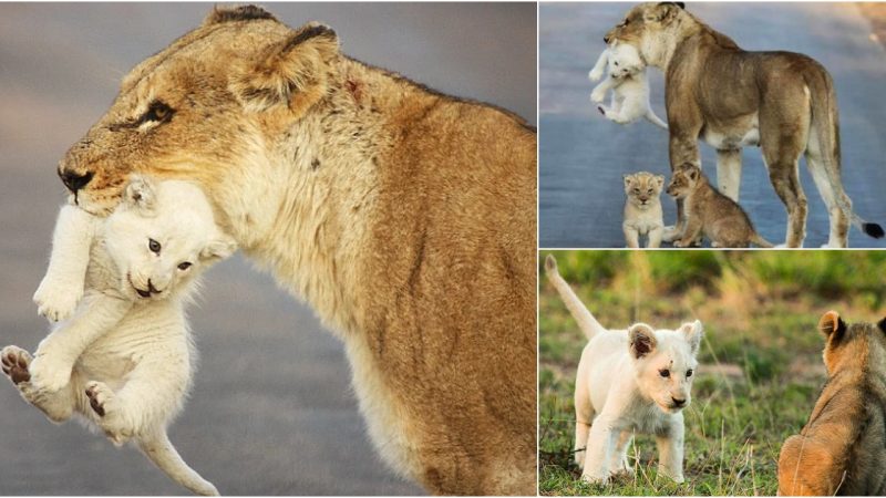 A Touching Display of Maternal Love: Lioness Cares for White Lion Cub