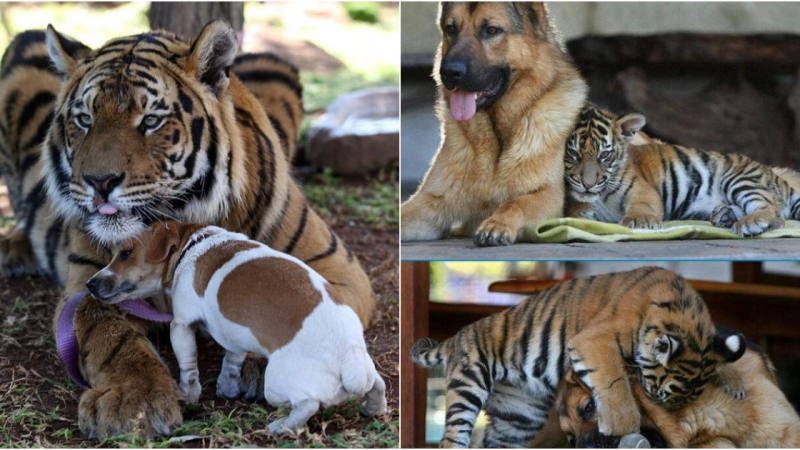Unlikely Companions: Tiger Cub Kinwah Finds a Protective Brother in German Shepherd Dog Rumble
