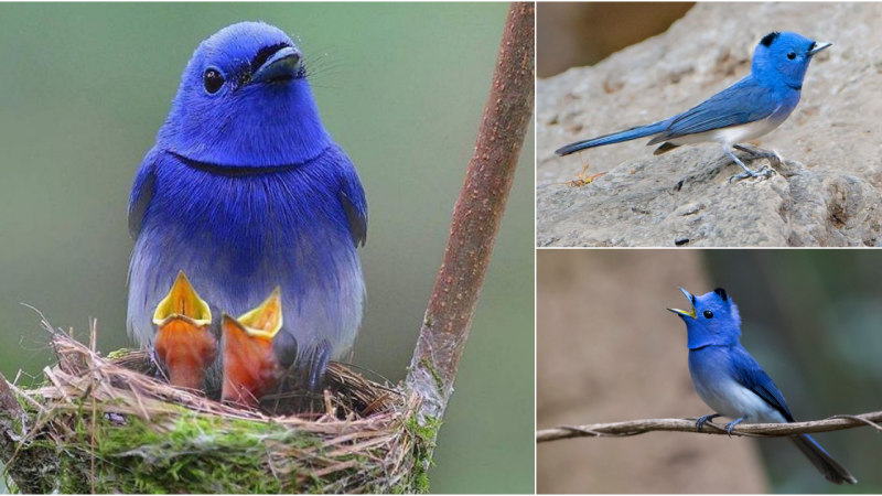 Unveiling the Enigmatic Black-Naped Monarch: A Study in Avian Diversity