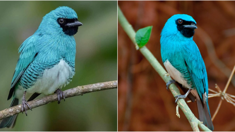 Uncover the secrets of the onyx swallow tanager, a covert agent cloaked in sapphire plumage