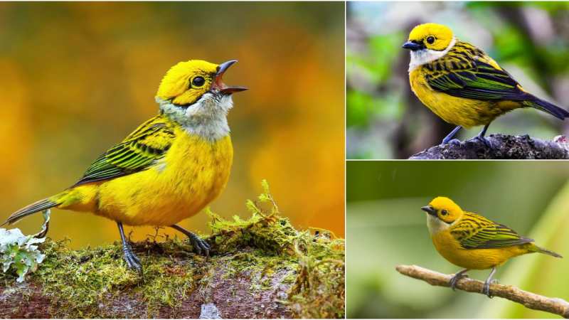 Delving into the Enchanting Realm of the Silver-Throated Tanager
