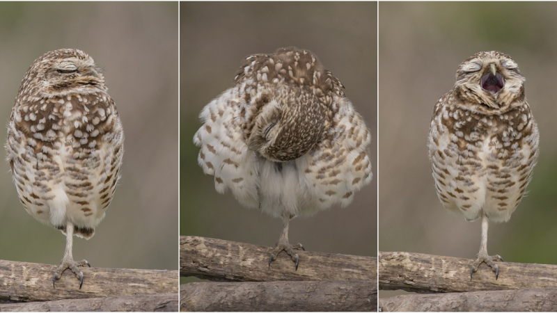 Restless Perch: Burrowing Owl’s Struggle for Sleep Captured in Candid Snaps