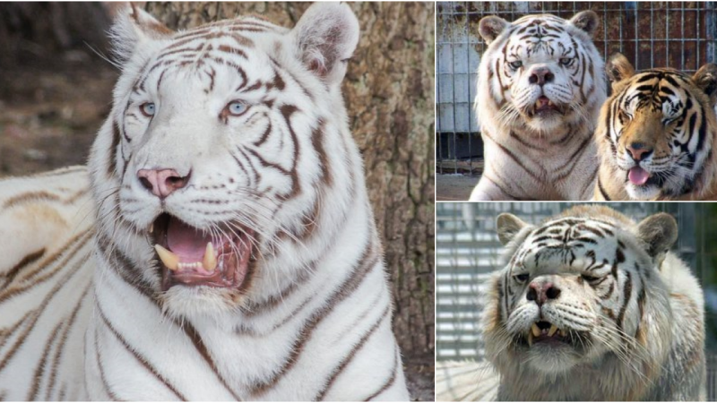 Awe of the Enigmatic White Tiger: Exploring Its Unique Beauty and Endearing Charm