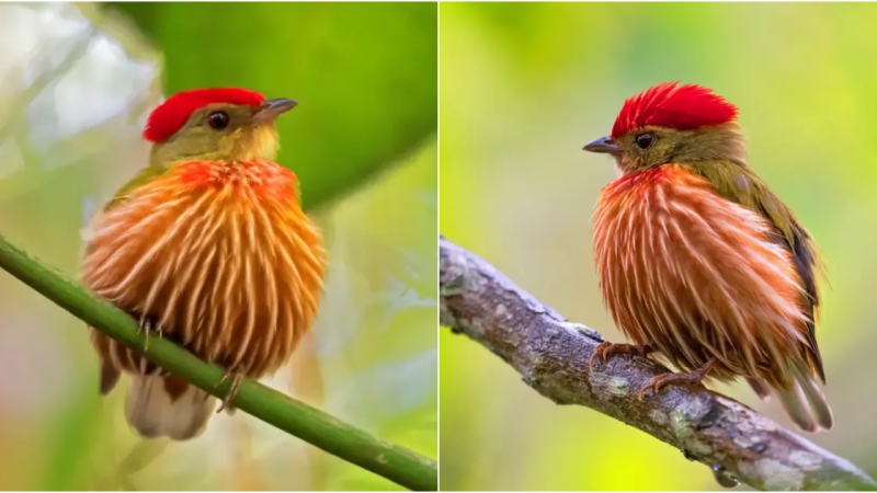 The Enchanting Charm of the Tiny Bird: A Portrait of Beauty and Vitality