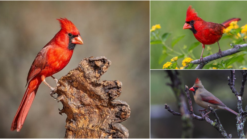 Witness the stunning Northern Cardinal, nature’s vibrant beauty