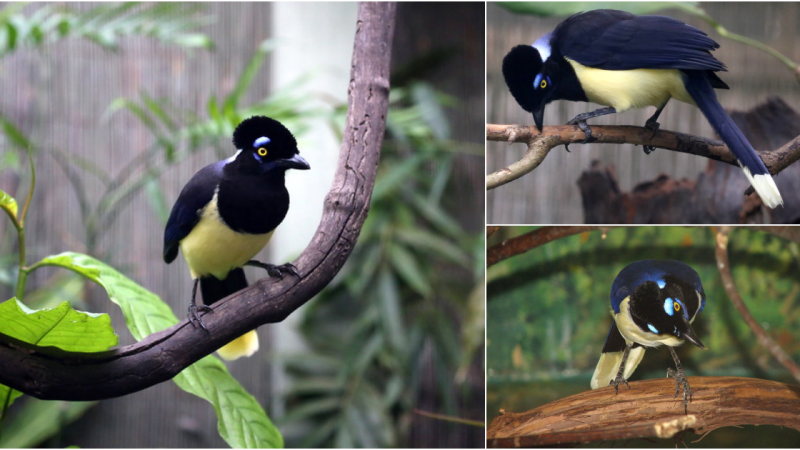 Experience the Plush-crested Jay’s elegance and charisma with its captivating blue plumage and plush feather crown