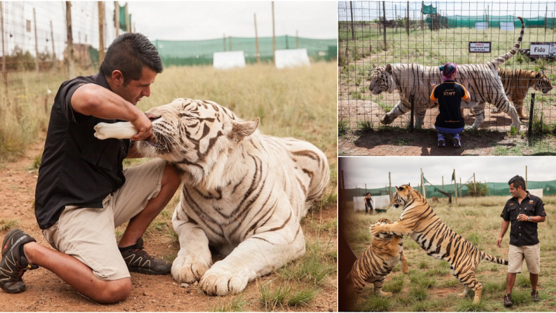 A Family’s Unwavering Dedication to Their Beloved Big Cats