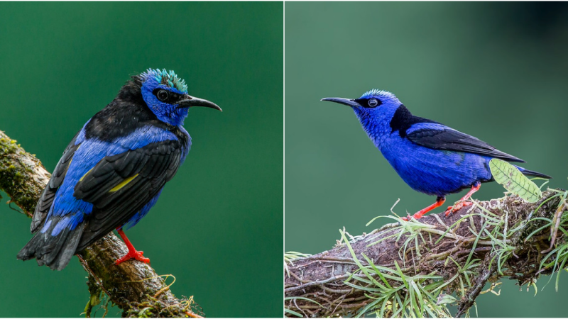 Wonderful! The Blue Bird: Symbol of the Sky’s Brilliance, Warmth Ensured